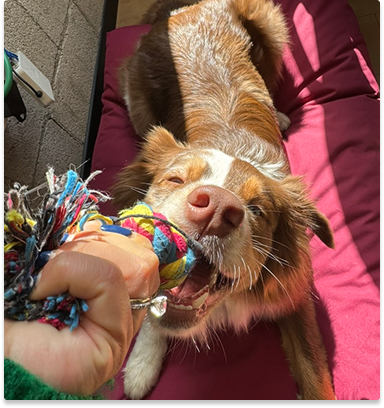 7 emotional support dogs roaming the halls.